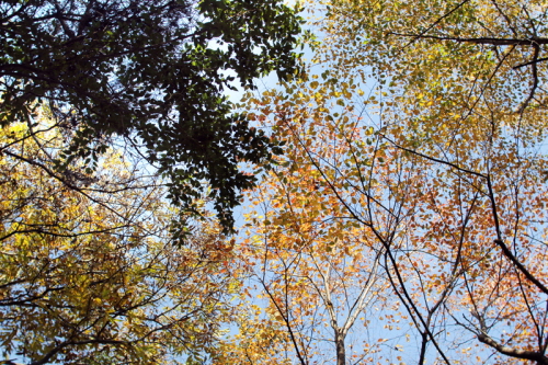 가을의 나무1