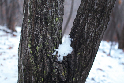 겨울풍경. 나무와 눈2